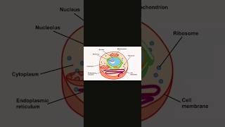 Cell structure and functioncell Key points ☺️ [upl. by Derril890]