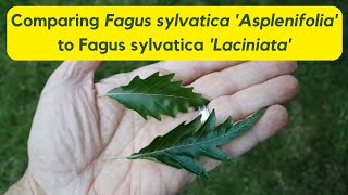 Fagus sylvatica Asplenifolia vs Fagus sylvatica Laciniata  Hobby Bobby [upl. by Ursulette]