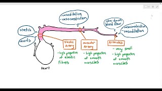 84 Arteries amp Arterioles Cambridge AS amp A Level Biology 9700 [upl. by Sana742]