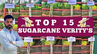 Top 15 Sugarcane Veritys  Farming Expert 786 [upl. by Annelise]