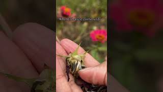 How to Harvest Cosmos Seeds Like a Pro gardening [upl. by Nasus251]