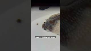 What kind of fish is Lil Dumpy [upl. by Eenaj]