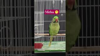 Parrot Sounds For Birds birds parrotsound animals petbird ParrotReels [upl. by Ahsema]