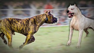 Dogo Argentino VS Presa Canario [upl. by Akilam]