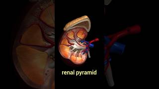 kidney anatomykidney structureshorts [upl. by Edmon]