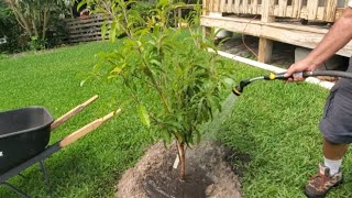 HOW TO PLANT A SAPODILLA TREE garden sustainability howto growyourownfood sapodilla soflo [upl. by Ailemrac]