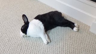 Sleeping rabbit with relaxing music to help you fall asleep or meditate [upl. by Aerdnac231]