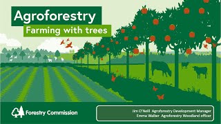 Agroforestry Farming With Trees [upl. by Araet]