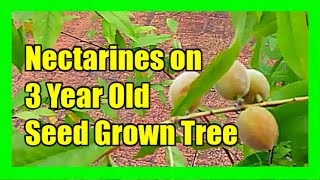 Seed Grown Nectarine in Container Fruits in 3 Years [upl. by Calder496]