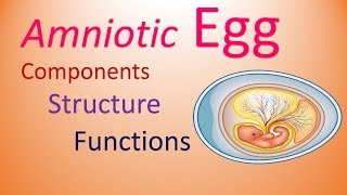 Egg  Amniotes  Structure amp Functions of Components [upl. by Drarig]