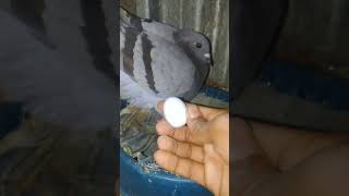 How to pigeon egg exchange🥚 pigeon [upl. by Enohs]