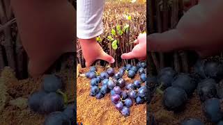 Revolutionizing Grape Propagation Discover the Technology Behind Nursery Grape Production [upl. by Dwain]