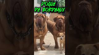 DOGUE DE BORDEAUX [upl. by Anits]