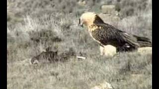 A bearded vulture eating Gypaetus barbatus lammergeier gypaète barbu [upl. by Jeanna573]