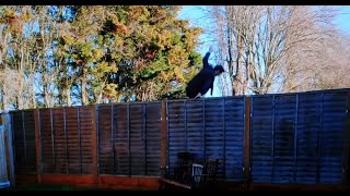 literally just mike wozniak hopping a fence [upl. by Attenaz]