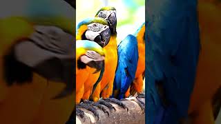 Macaw Eating Walnut  macaws talkingbirds youtubeviral birds parroteatingfoods [upl. by Ardnuasal910]