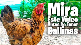 Debes Ver Este Video Antes de Tener Gallinas [upl. by Pincince]