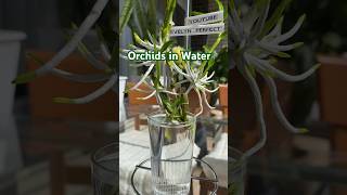 Can I let my orchid sit in water shorts orchidcare plantcare [upl. by Va]