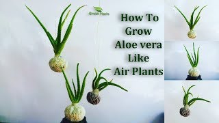 How To Grow Aloe vera Like Air plants  Aloe vera Growing in Your Own StyleGREEN PLANTS [upl. by Nnylak410]