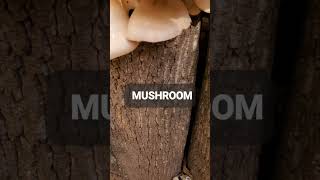 BIG MUSHROOM mushroom asmr shortvideo shortsfeed [upl. by Lontson]