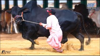 Black Beauty From Udf Cattle Farm [upl. by Nertie]