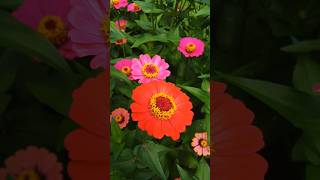 Colourfull zinnia flower🌸🌼🌺 shortvedio trending summer plant gardining flower [upl. by Dennet]