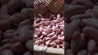 Yunnan Old Ham Boiled with Red Beans dish shorts youtubeshorts trending viralvideo [upl. by Lynnelle]