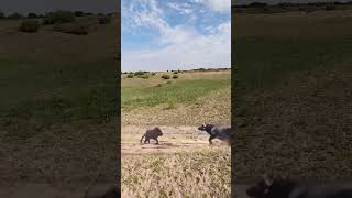 Bison protects its cub and intercepts a lion This action is amazing Animals compete in combat [upl. by Nelubez]