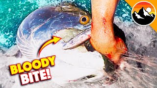 Eaten Alive by Giant Tarpon [upl. by Knut]