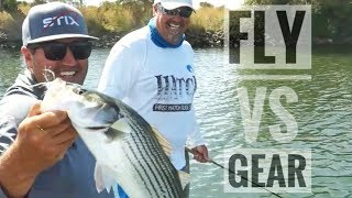 Fly vs Gear striped bass action [upl. by Aihsenek]