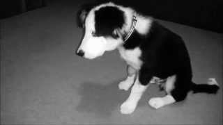 Border Collie Puppy performing tricks  14 weeks [upl. by Nylknarf]