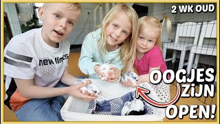 OOGJES VAN DE BABY KONiJNTJES ZiJN OPEN EN WE GAAN ZE AAiEN  2 wk oud  Bellinga Vlog 2480 [upl. by Yrrah]