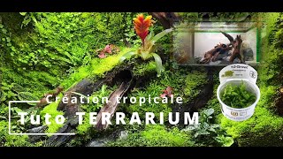 TUTO CRÉATION dun TERRARIUM TROPICAL avec des plantes aquatiques [upl. by Sergo]