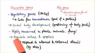 A2 Biology  Homeobox genes OCR A Chapter 193 [upl. by Kyne]