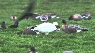 Lesser Snow Goose In Lancashire [upl. by Temhem]