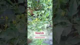 06122024NASHIK NEW TOMATO CROP [upl. by Danell]