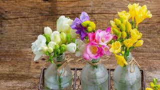 How to Grow Freesia [upl. by Shirl]