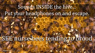 Sounds from Inside the Bee Hive Healthy Honey Bee Sounds ASMR the brood frame healthy resonance [upl. by Anaidiriv609]