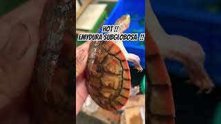 Hot Emydura Subglobosa turtle kurakura animal yearofyou pets kuraindonesia damer brontoks [upl. by Ennayllek]