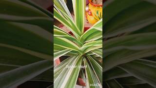 Spider plant care short [upl. by Weinstock]