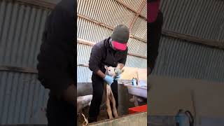 Castrating lambs using castration band [upl. by Nilcaj373]