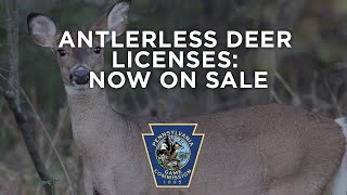 Antlerless Deer Licenses Now On Sale [upl. by Eduam448]