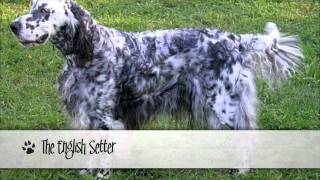 The Original 9 AKC Dog Breeds [upl. by Karissa]