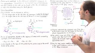 Glycosylation and Glycoproteins [upl. by Sualakcin359]