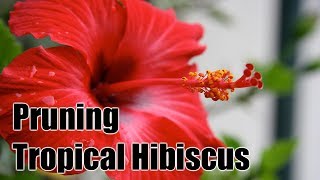 How to Prune and Maintain Tropical Hibiscus [upl. by Ignace]