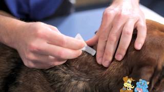 Instructions on applying spot on flea treatment  Manningham Vet Clinic [upl. by Quint]