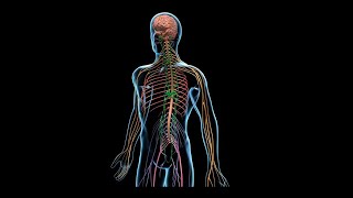 Neurociencia  Organización Aferente del Movimiento Corporal usar Audífonos para escuchar mejor [upl. by Worden]