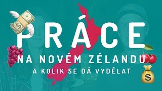 Jak najít práci na Novém Zélandu  Working holiday [upl. by Flam]