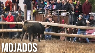 Mojados 2024 Encierro con Toros Bravos [upl. by Claudell]