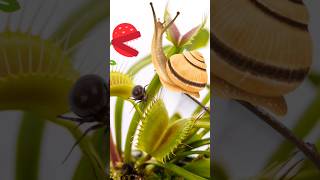 Venus Flytrap Eating a Snail venusflytrap shorts youtubeshorts [upl. by Elspeth]